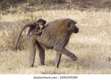 Baboon mother with baby baboon on her back clinging on in kenyan grass - Powered by Shutterstock