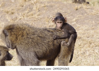 Baboon mother with baby baboon on her back clinging on looking around in the Kenyan grass - Powered by Shutterstock