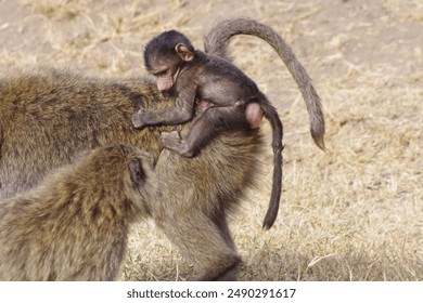 Baboon mother with baby baboon on her back clinging on in Kenyan grass with their tails hanging - Powered by Shutterstock