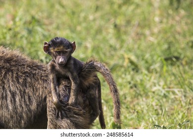 Baboon mother walking through the savannah with its baby on the back,Tarangire National Park - Wildlife Reserve in Tanzania, Africa. - Shutterstock ID 248585614
