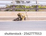 Baboon on the bridge picking food thrown from passing vehicles 