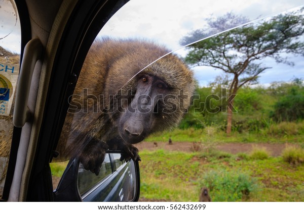 Baboon on the car\
near Lake Chamo -\
Ethiopia