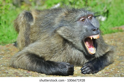 Baboon with open mouth   exposing canine teeth. The Chacma baboon (Papio ursinus), also known as the Cape baboon.