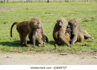 Baboon Pack At Knowsley Safari Park