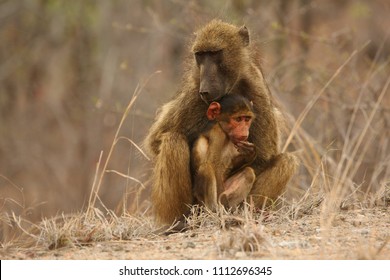 Baboon (Papio ursinus) mother hugs young cute baboon baby. Baboon love. Baboon family. Dry tree in brown background. Mother love.