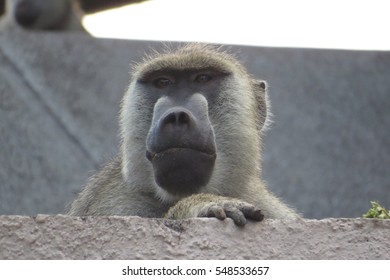 Baboon / Pavian. A close up picture from a baboon in Kenya. He's just looking around to check everything and of course looking for food.