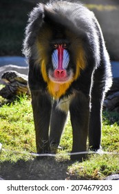 Baboon At Phoenix Zoo Enclosure