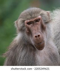 Baboon With Pointed Face Close Up 