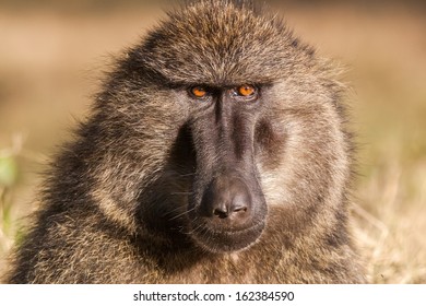 Baboon portrait
