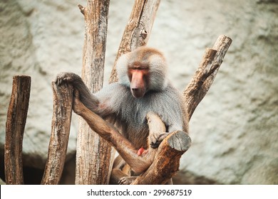penisuri de orangutan