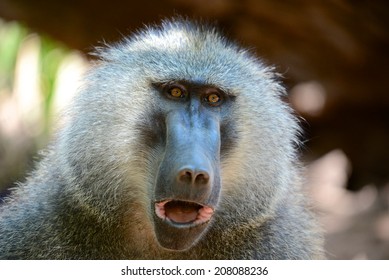 Baboon portrait - Monkey in Tanzania - Manyara park