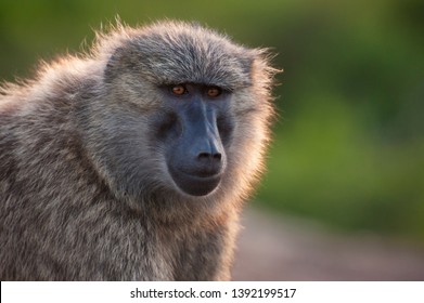 A baboon poses for a photo during sunset