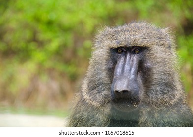 Baboon In Queen Elizabeth National Park, Uganda