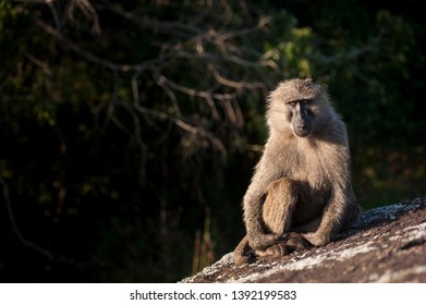 A baboon sits and waits in the late evening sun