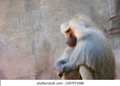 Baboon sitting in silence on a sunny day amongst a white rock wall, looking down with hands crossed in a sense, praying