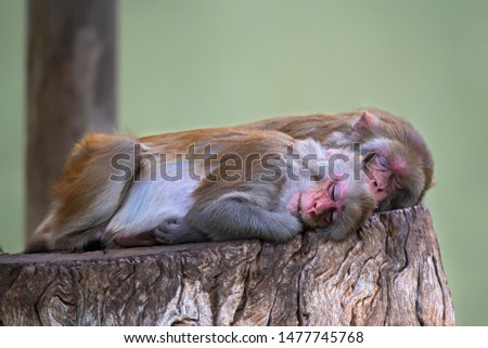 Baboon sleeping on a tree trunk in the warm summer sun