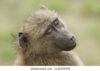 Baboon Staring Contest