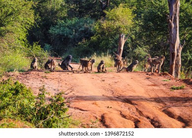 Baboon troop in South Africa