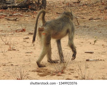 Baboon walking on the ground.