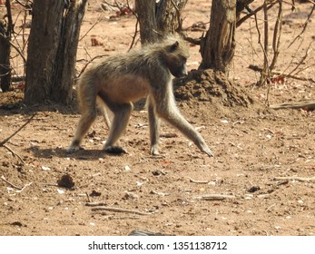 Baboon walking on the ground.