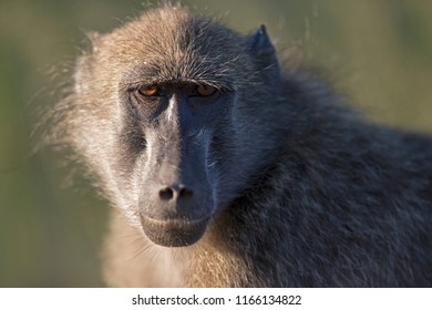 Baboon in the wild