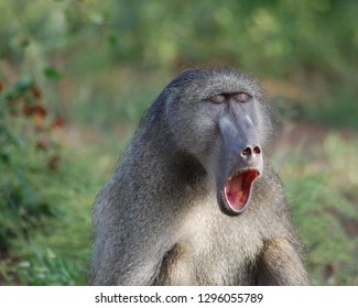 Baboon yawning, Kruger National Park 