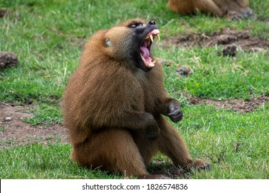 A baboon yawning and showing its teeth