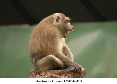 A Baboon yawning at zoo.