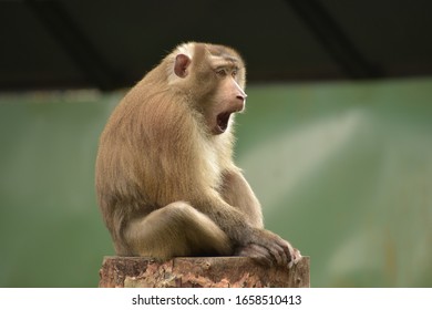 A Baboon yawning at zoo.
