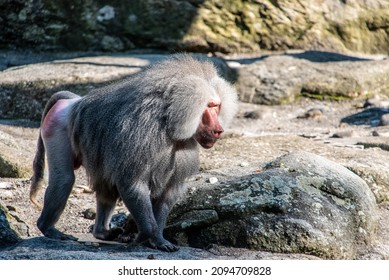 A baboon in the zoo Hellabrunn walking to its family, Munich in Germany