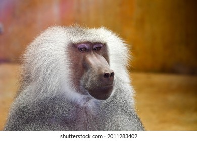 Baboon At The Zoo In Knoxville, Tennessee