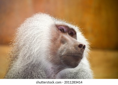 Baboon At The Zoo In Knoxville, Tennessee