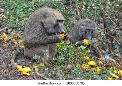 Baboons Eat Fruits. Monkey In A Bush. Close Up. African Wildlife. Wild Animals. Olive Baboon.  