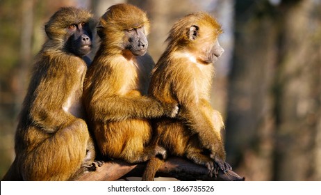 Baboons family . Three babons funny ekspresion