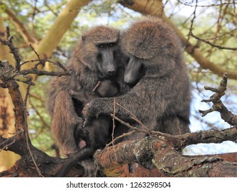 Baboons of Kenya
