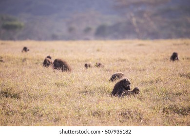 Baboons in Lake Nakuru National Park in Kenya Africa - Shutterstock ID 507935182