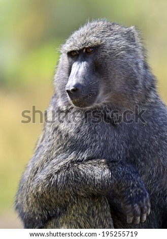 Similar – Image, Stock Photo Don’t feed the baboons III