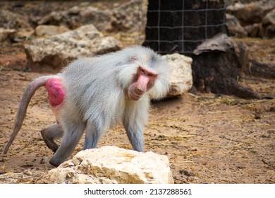 baboons in the zoo and they daily routine.
