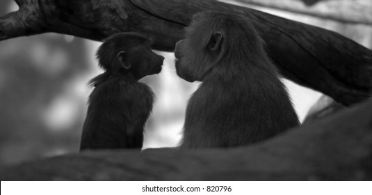 Baboons/monkeys  Kissing