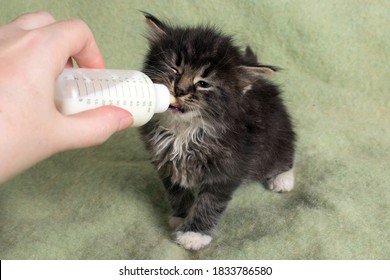 Baby 6 Week Old Kitten Being Bottle Fed By Human. Adorable Orphan Cat Eating Formula To Replace Mother's Milk. Hand Feeding Newborn Tabby Kitten. Hungry Rescue Kitty Drinking Milk From Foster Parent.