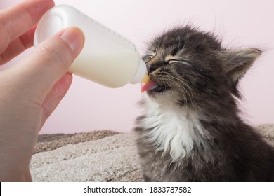 Baby 6 Week Old Kitten Being Bottle Fed By Human. Adorable Orphan Cat Eating Formula To Replace Mother's Milk. Hand Feeding Newborn Tabby Kitten. Hungry Rescue Kitty Drinking Milk From Foster Parent.