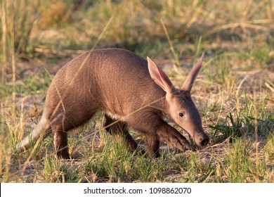 Baby Aardvark in the Okavango Delta, Botswana - Shutterstock ID 1098862070