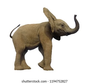 Baby African Elephant Isolated On White Background 