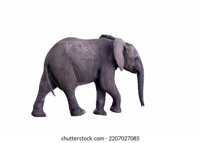 Baby African Elephant, Loxodonta Africana. Cutout And Isolated On White Background. Side View Of An Elephant Walking. Suitable For Composites.