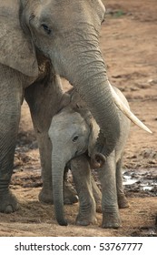 Baby African Elephant Standing Under It's Mothers Trunk