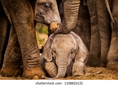 Baby African elephant under the protection of the adults in the herd - Powered by Shutterstock