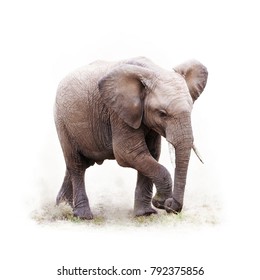 Baby African Elephant Walking. Isoalted On White With Square Crop.