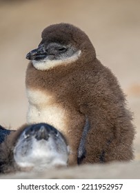 Baby African Penguin On Boulders Beach 