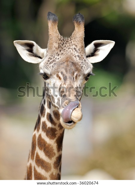 Baby African Reticulated Giraffe Licking Nose Stock Photo (Edit Now ...