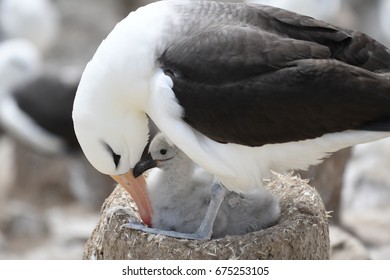 Baby Albatross In The Falklands